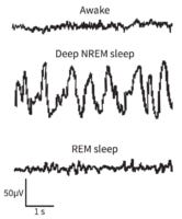 Sleep A-Zzzz: What You Need to Know About Sleep and Health | TrueDark
