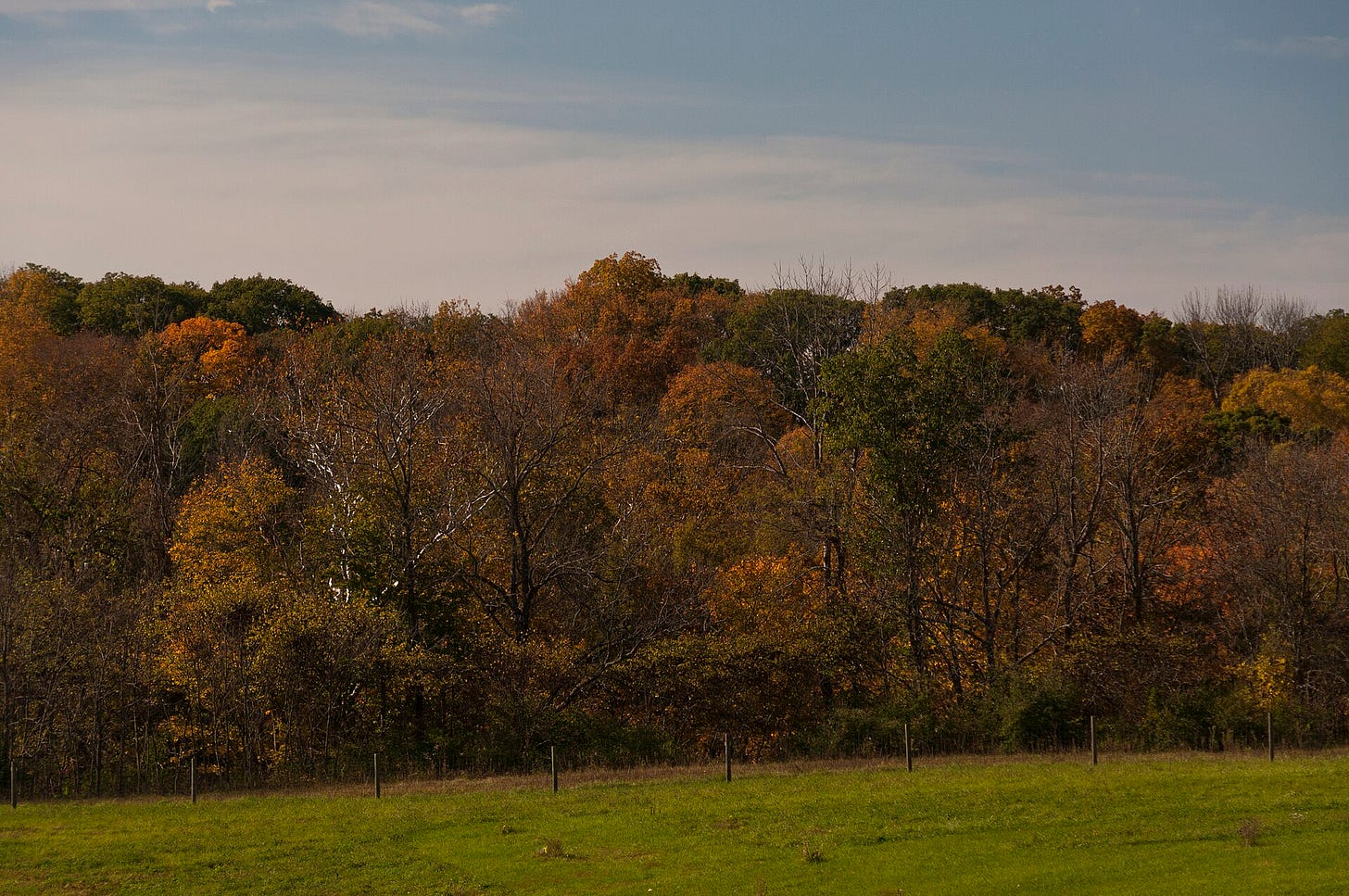 A photo depicting a metro park in August, including the reddening leaves of deciduous trees.