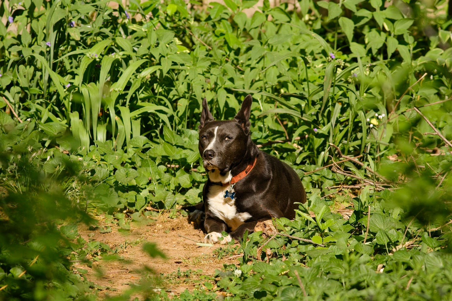 Ben, a muscular black dog with a white chest and a thin white blaze on his face, lies contentedly in a patch of dirt and sun, though his eyes point to the right side of the frame as though giving side eye. He has large, pointed ears that stand straight up, and he is wearing a slightly faded red collar with a blue, bone-shaped tag. He is surrounded by a lush wall of backyard greenery, including tall grasses and broad-leaved plants. The warm morning sun highlights the sleek texture of his dark fur and the vibrant greens of the garden.