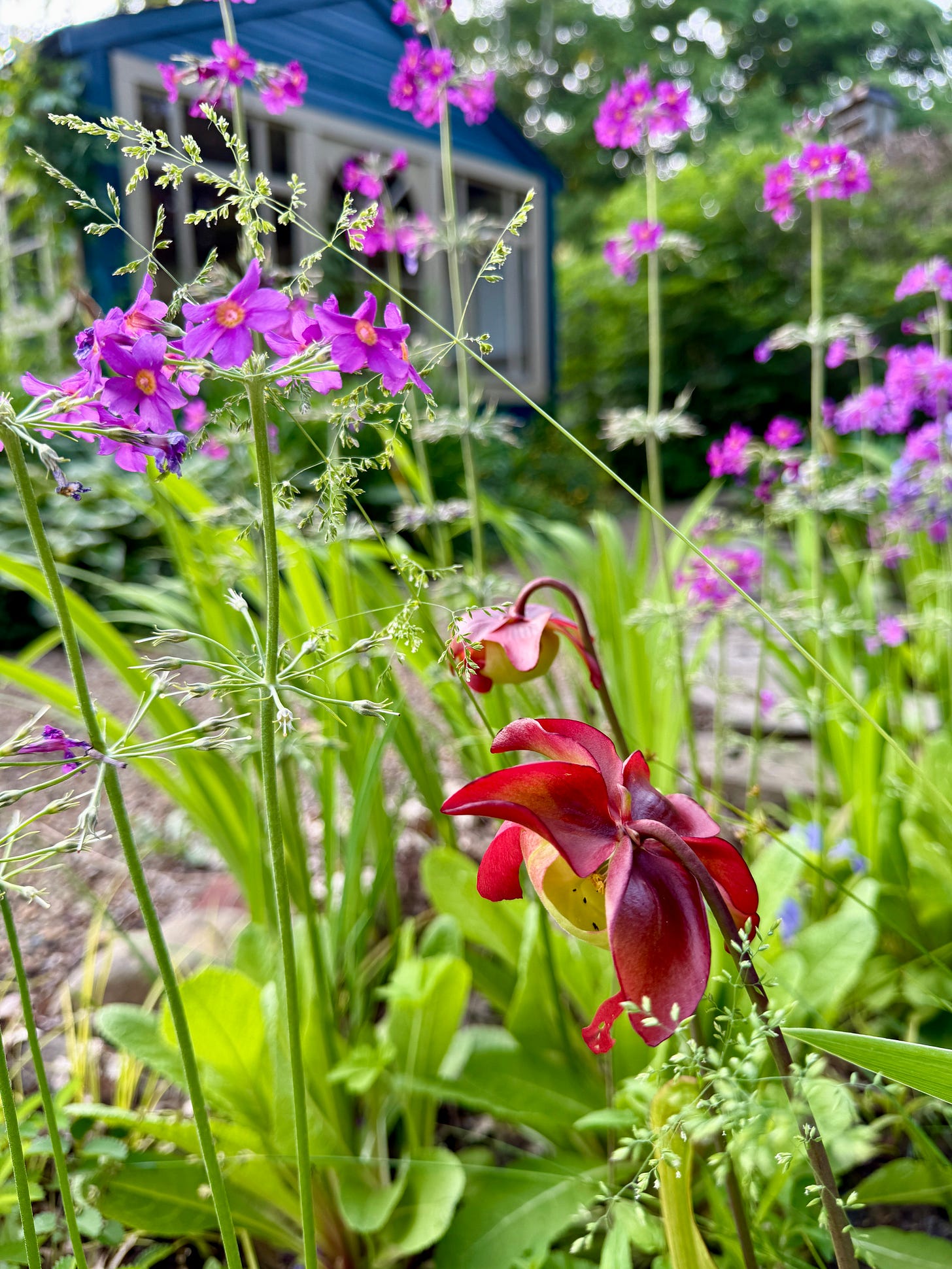 Also flowering now are the native Pitcher Plants… 