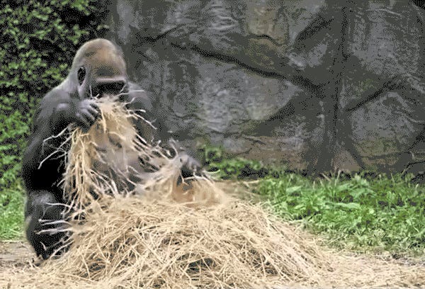 They're Gonna Nuke The Moon, Aren't They? Tabs, Tues., Aug. 5, 2025