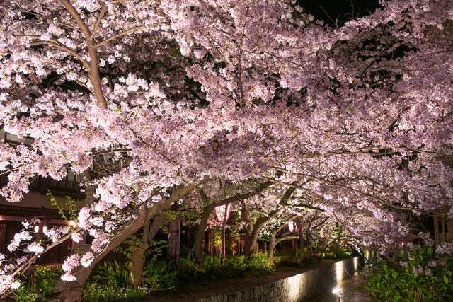 Kyoto Yozakura