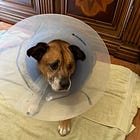 three cheers for whatever’s left after the barbiturate