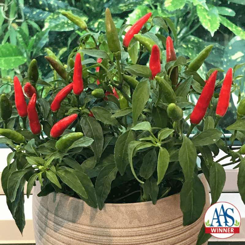 Quickfire pepper