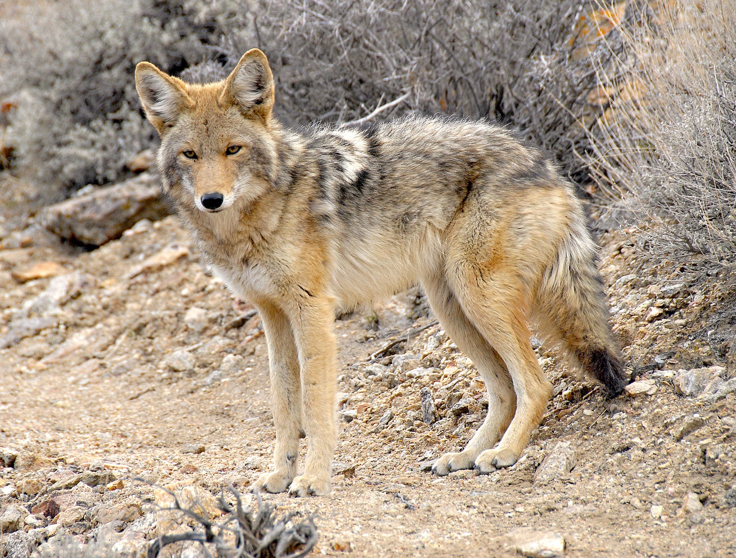 Coyote - Death Valley National Park (U.S. National Park Service) Coyote - Death Valley National Park (U.S. National Park Service)