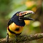 Bird's avatar