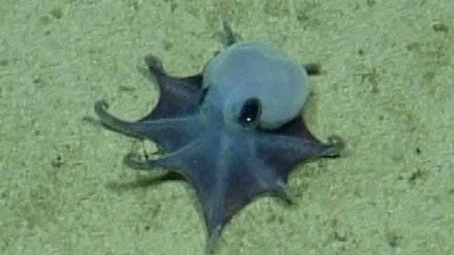 Une petite pieuvre toute bleue posée sur le sable, sous l'eau. Ses petits tentacules, reliés entre eux comme des palmes, recourbés vers le haut et ses deux grands yeux noirs lui donnent un air extrêmement mignon.