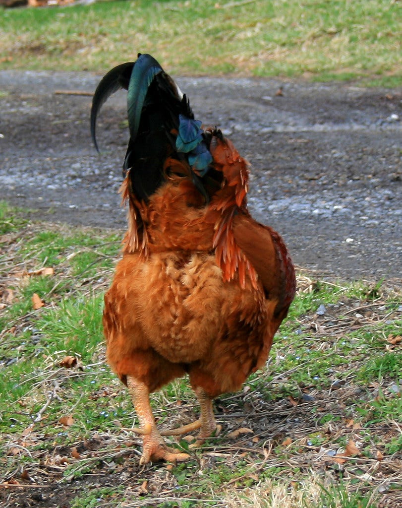 A rooster's butt.