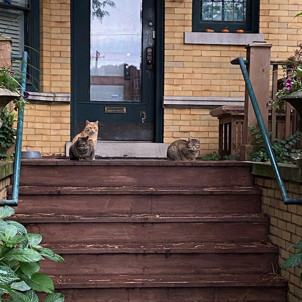 Three cats on a stoop