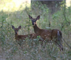 Pixabay_deer_SafePassage
