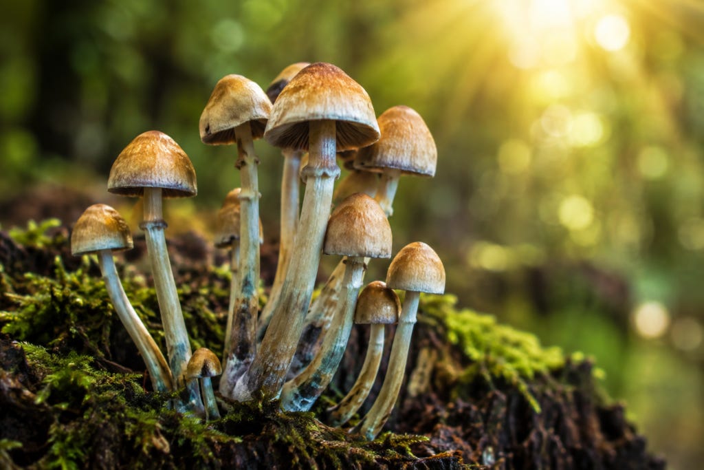 Mushrooms in nature