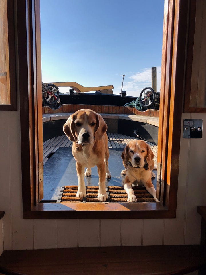 Beagles enjoying the sunshine on the deck of the barge