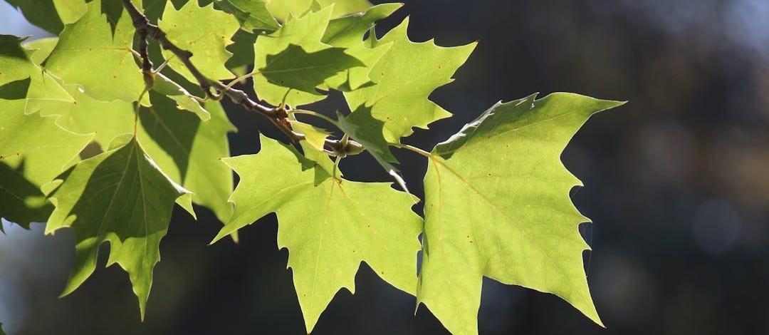 a close up of a leaf on a tree a close up of a leaf on a tree