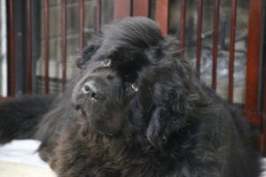 Crokell with Head Tilt