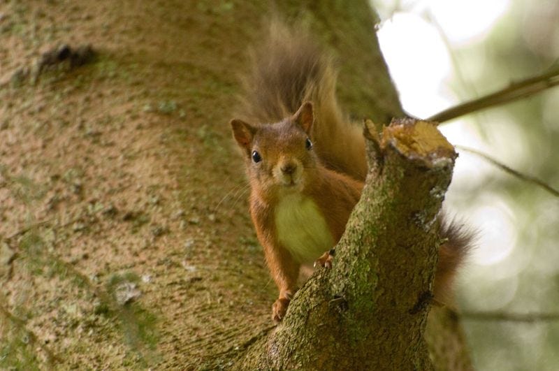Northumberland asks what nature needs next