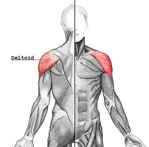 Deltoid muscle - Wikipedia