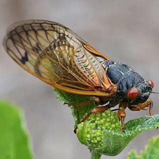 Cicada Brood X map 2021: When and where billions of the bugs will emerge - Vox