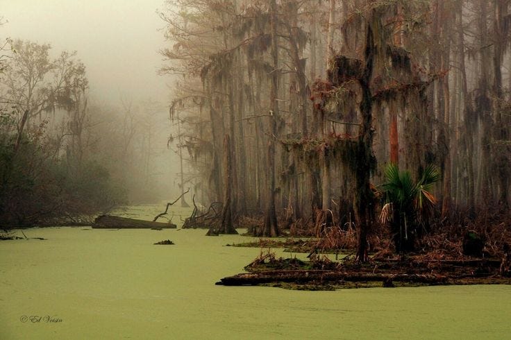 This may contain: a swampy area with trees and water in the fog