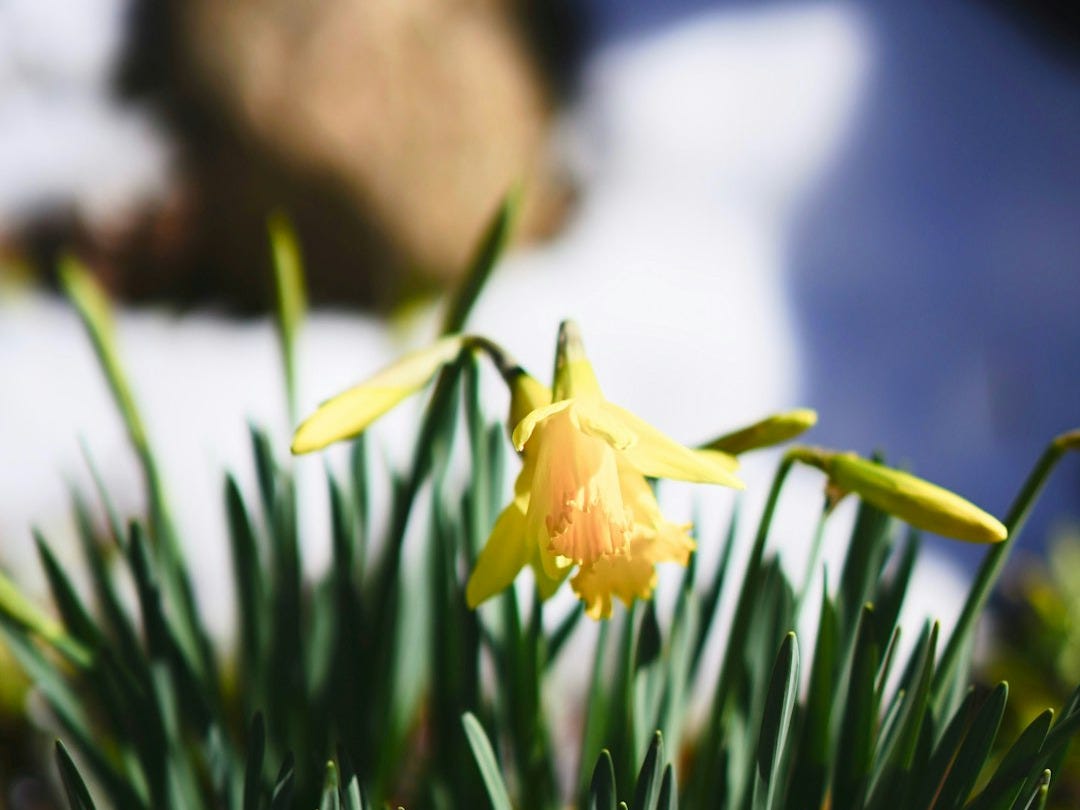 a close up of a small yellow flower