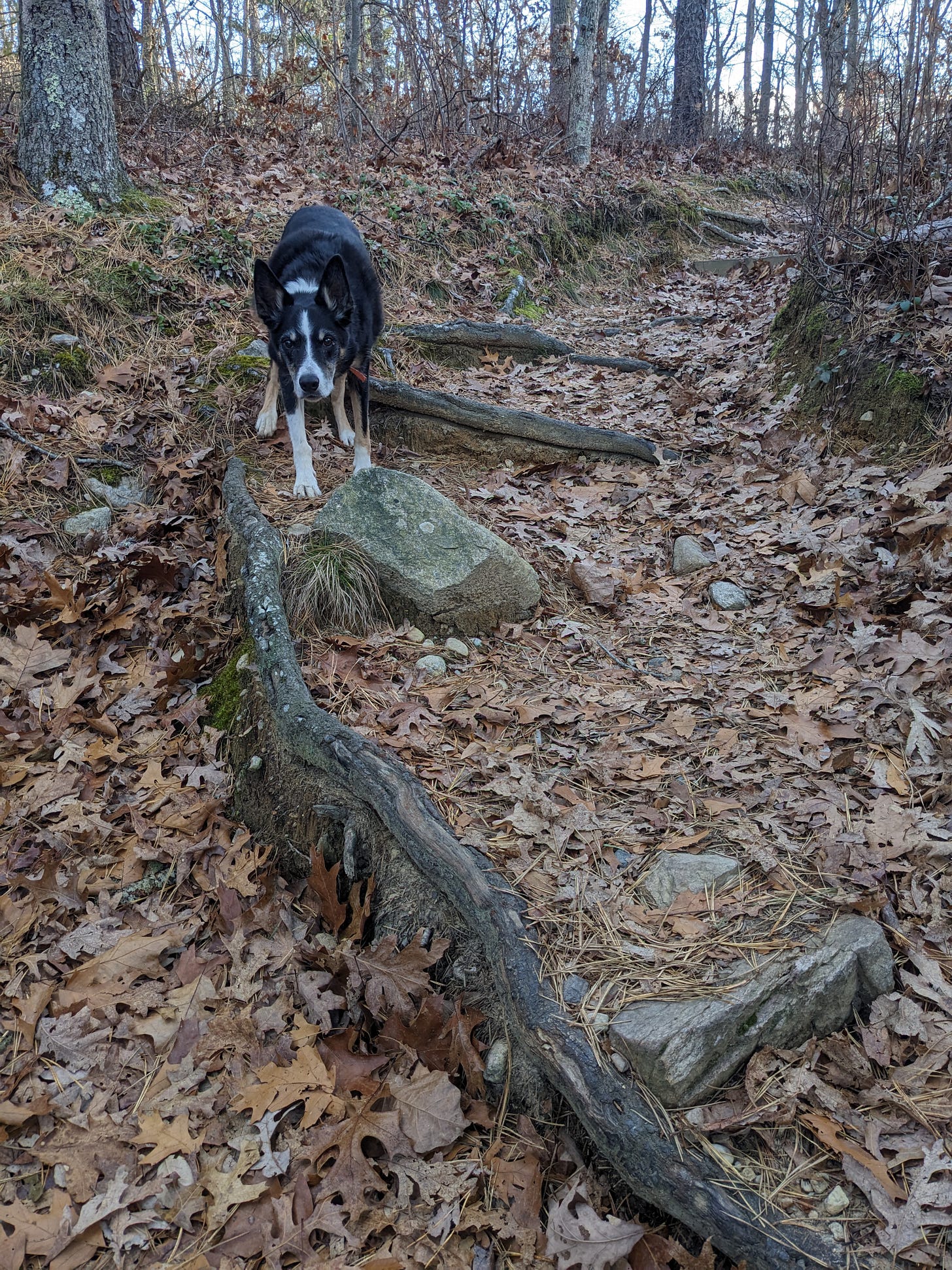 Dog standing on a trail above a big root that crosses the middle of the trail