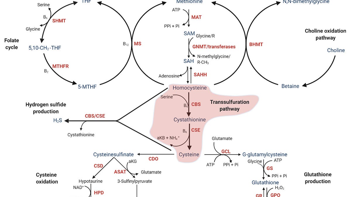 Discovering the Power of CMA Intracellular Nutrient Testing
