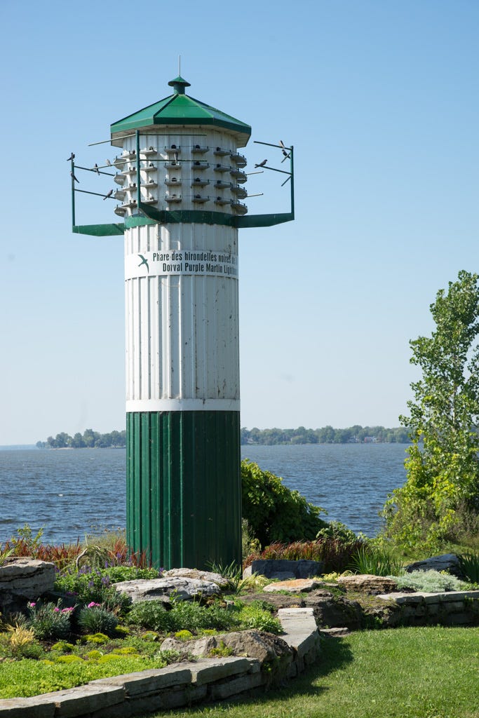 Purple Martin “condo” Purple Martin “condo”