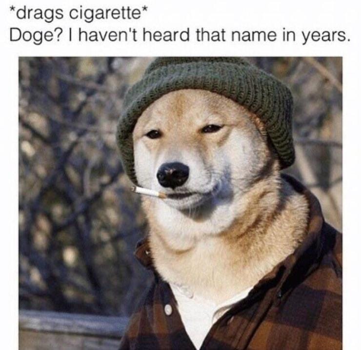 Doge as a meme has been around for an unusually long time - it's Lindy