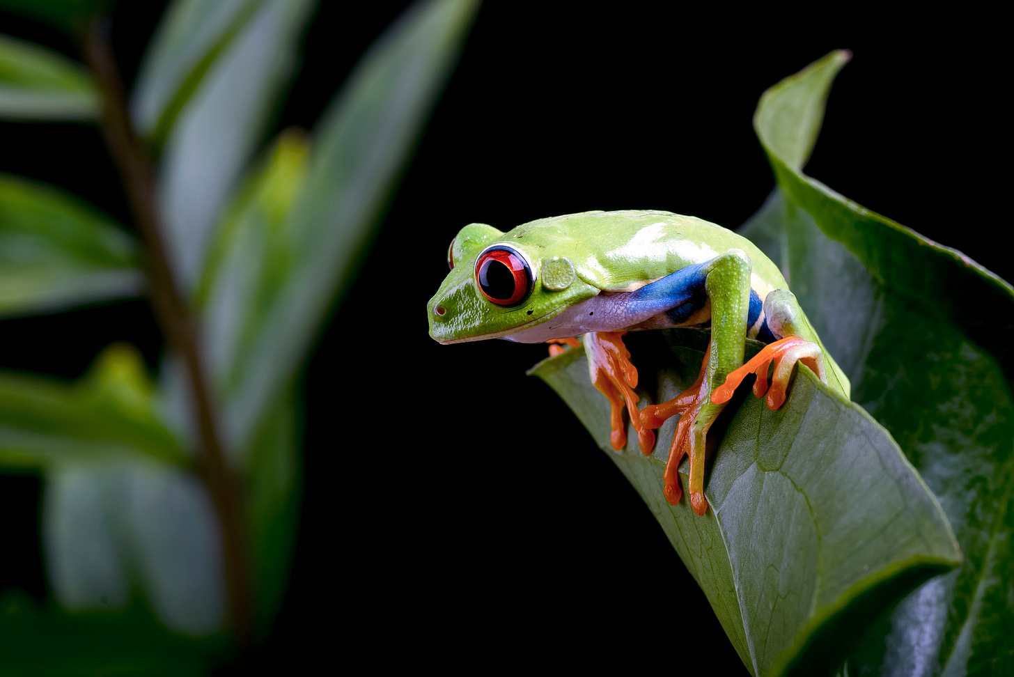 Green tree frog with red eyes and orange feet sitting on a leaf against a black background