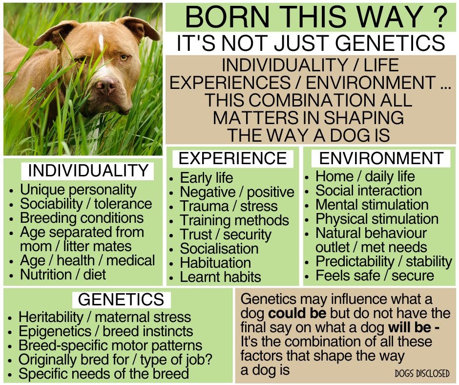 May be an image of dog and text