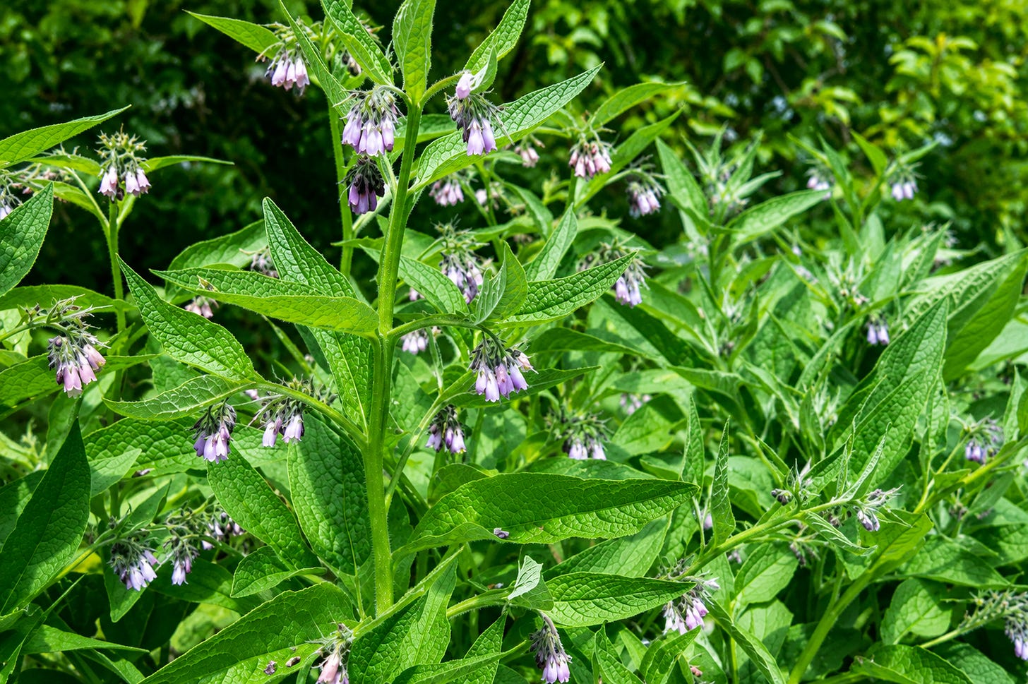 feuille de consoude 