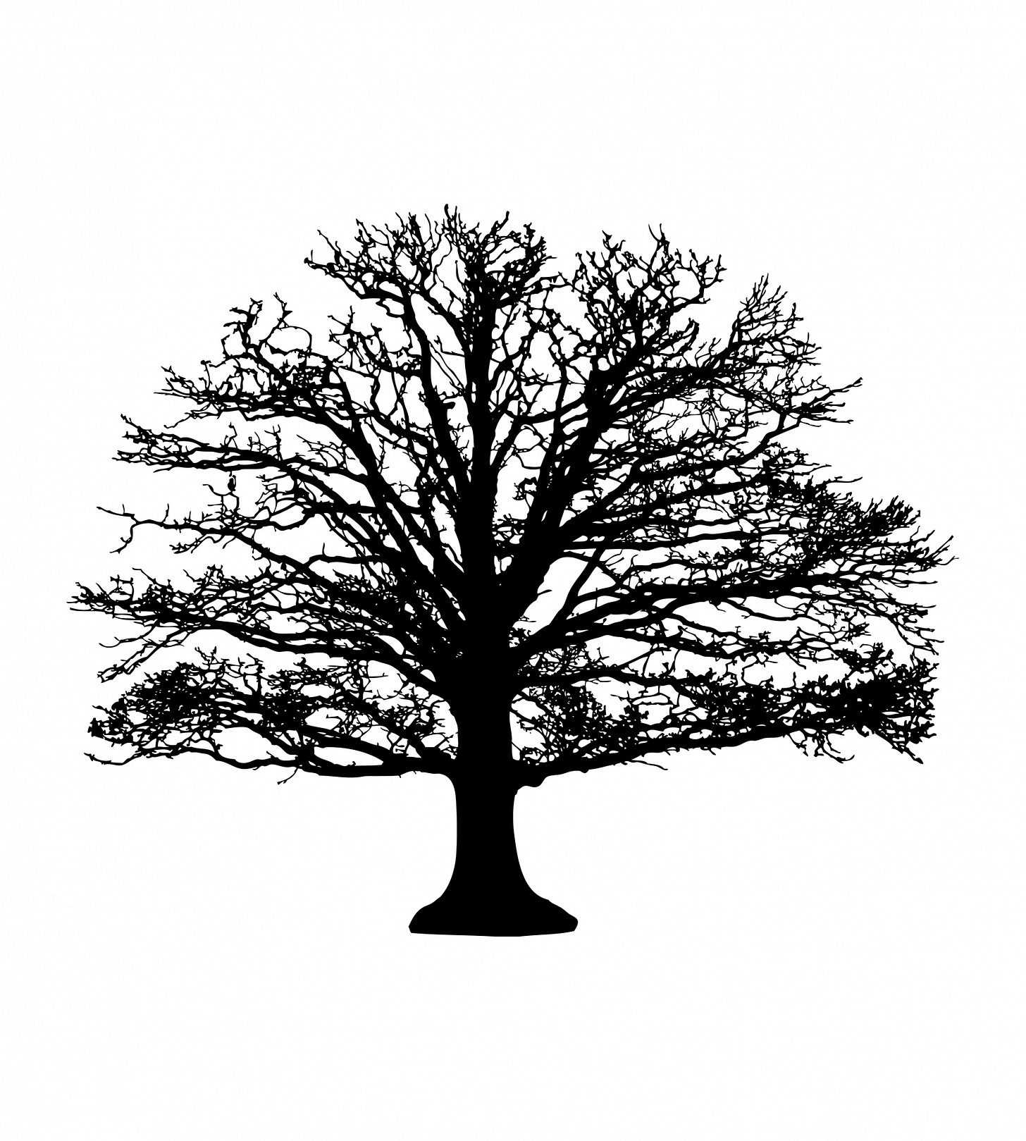 Tree Silhouette Free Stock Photo - Public Domain Pictures