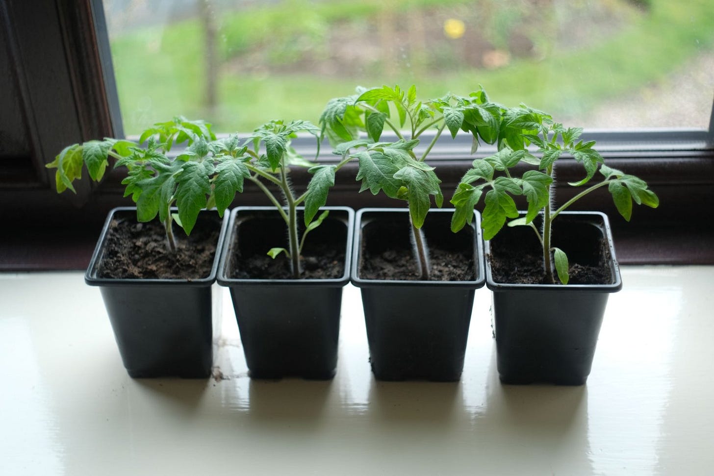 tomatoe plants.jpg