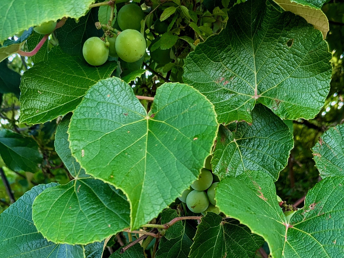 Bright green wild grape leaves behind which some wild grapes can be seen on the vine.