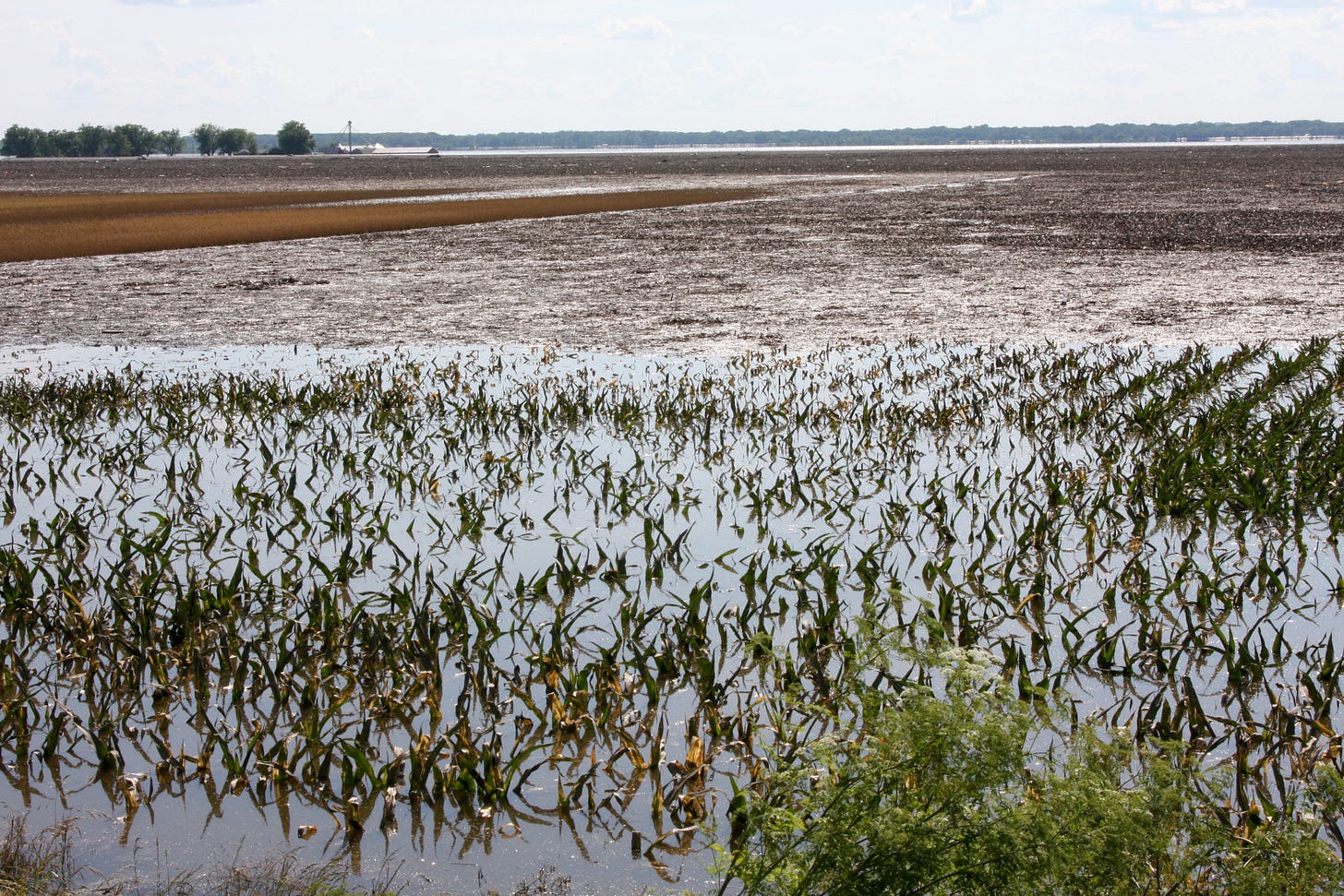 Robert Kaufmann [Public domain] https://upload.wikimedia.org/wikipedia/commons/8/8d/FEMA_-_36365_-_Flooded_corn_field_in_Illinois.jpg