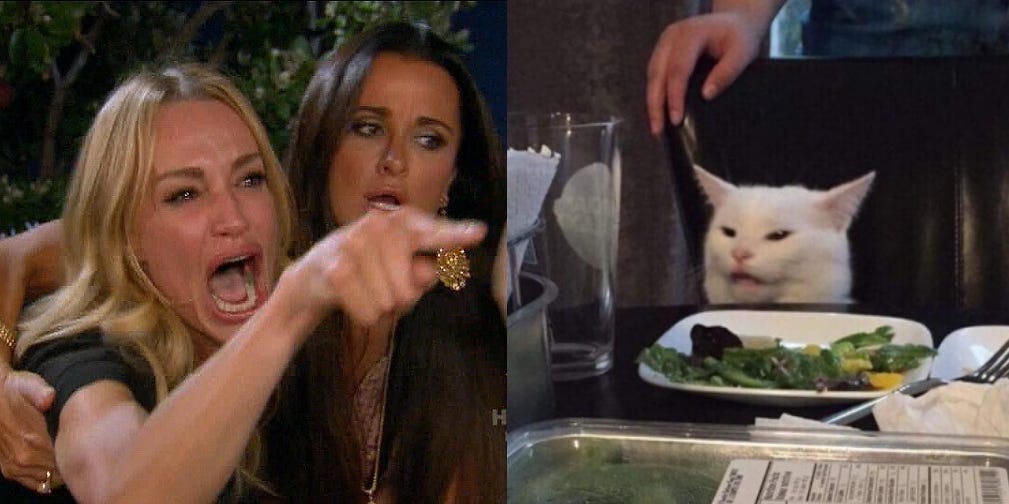 cat meme