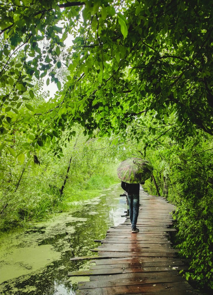 A person walking on a wooden path surrounded by lush green trees, holding a camouflage umbrella, with a waterway beside the path.
