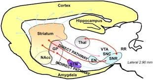 The dorsal striatum receives cortical ... The dorsal striatum receives cortical ...