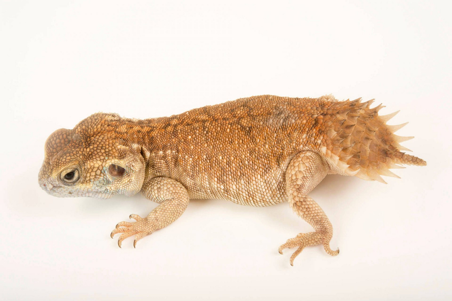 📷 Joel Sartore - Photo Ark Xenagama taylori