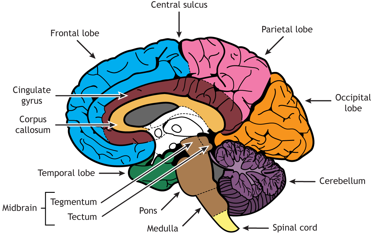 Internal Brain Anatomy – Foundations of Neuroscience Internal Brain Anatomy – Foundations of Neuroscience