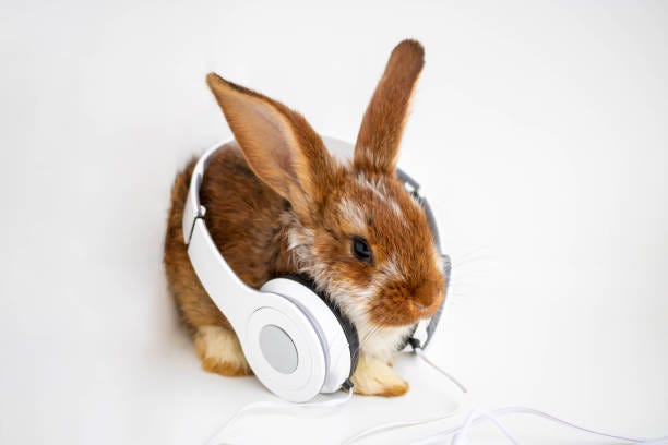 90+ Rabbit Listen Music In The Earphones Stock Photos, Pictures &  Royalty-Free Images - iStock