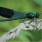 🌿 Introducing the Monthly Garden Keeping Journal