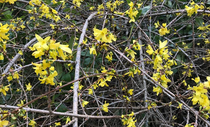 Green leaves and yellow blooms on stems of forsythia