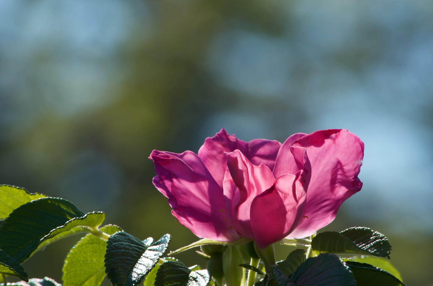 A pink beach rose, rosa rugosa, glows in dappled summer sunshine.