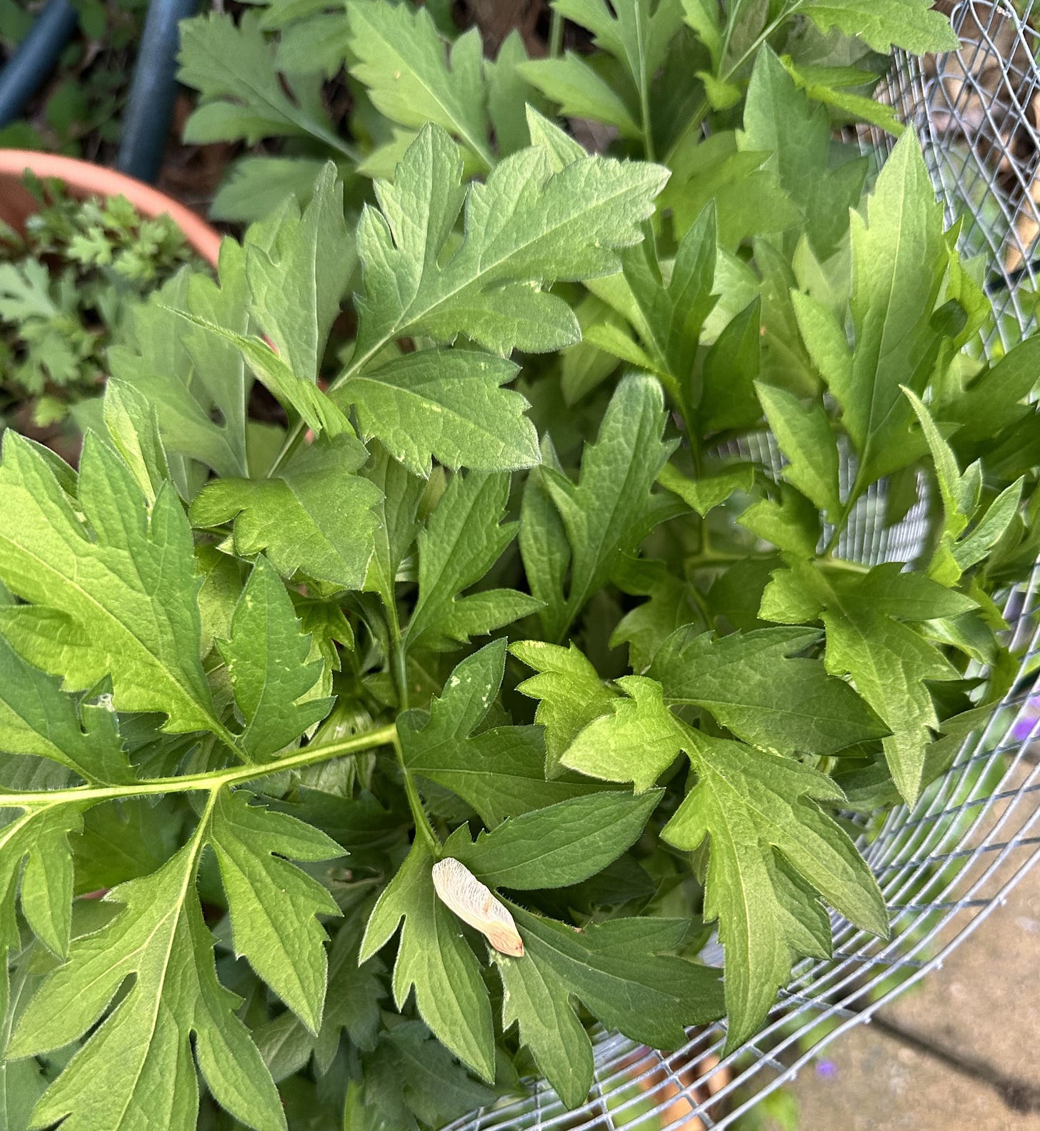 a thick collection of fringed, green leaves