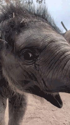 Look What You Made Alan Dershowitz Do. Tabs, Tues., Apr. 21, 2026