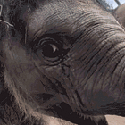 Look What You Made Alan Dershowitz Do. Tabs, Tues., Apr. 21, 2026