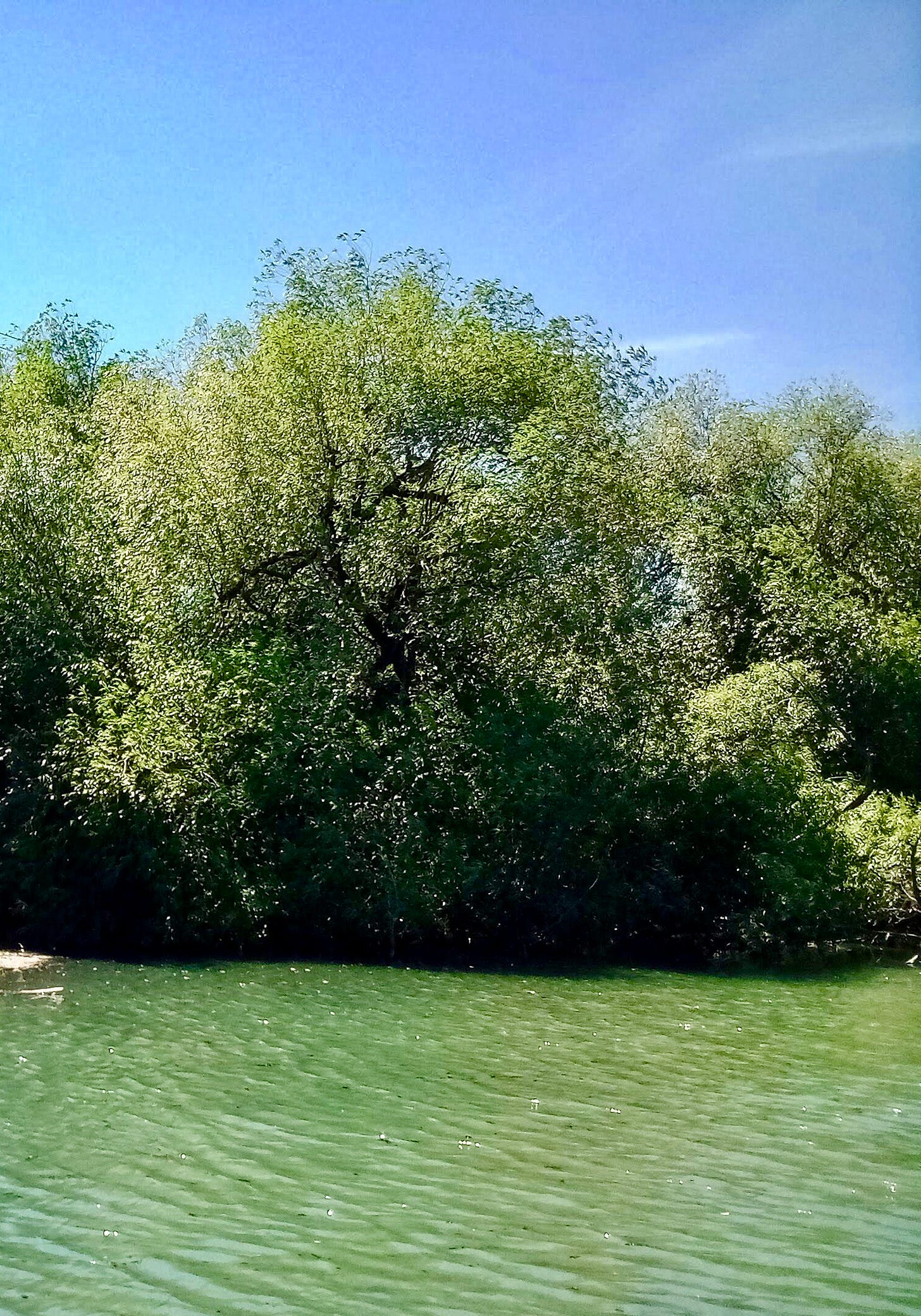 Nature pond on a sunny day
