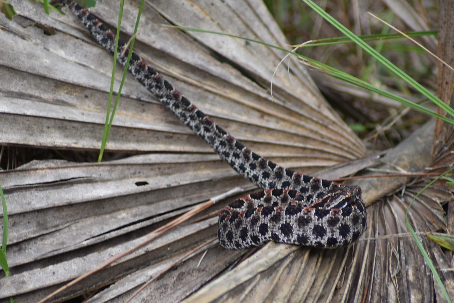 Dusky Pygmy Rattlesnake on Palm Frond