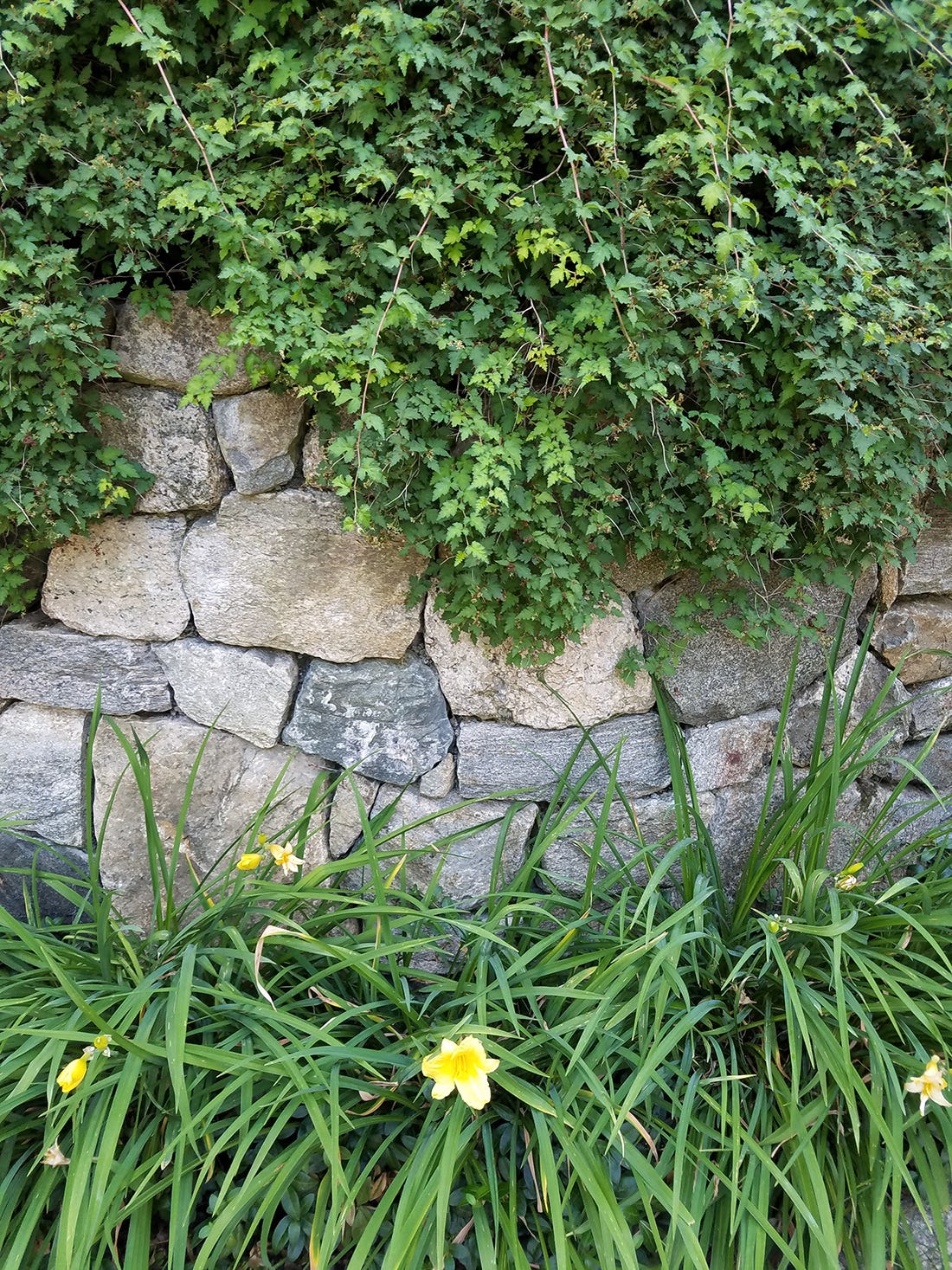 A 'Soft Edge' Shrub that Creates a Waterfall Effect