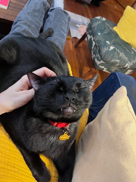 Shot of writer's lap covered with a yellow blanket and one very large, blissed out black cat with a red collar. His eyes are closed as they stroke his ears. Two little fangs protrude from his smiling mouth